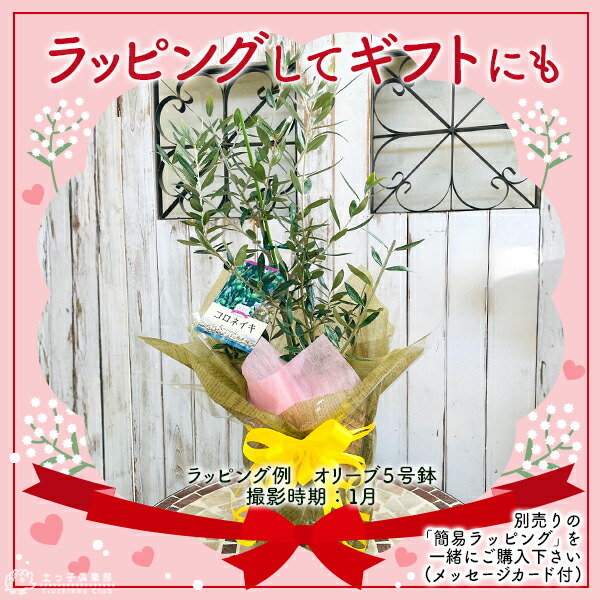 楽天市場】オリーブ （全11品種）3年生 5号スリット鉢植え【選べる品種
