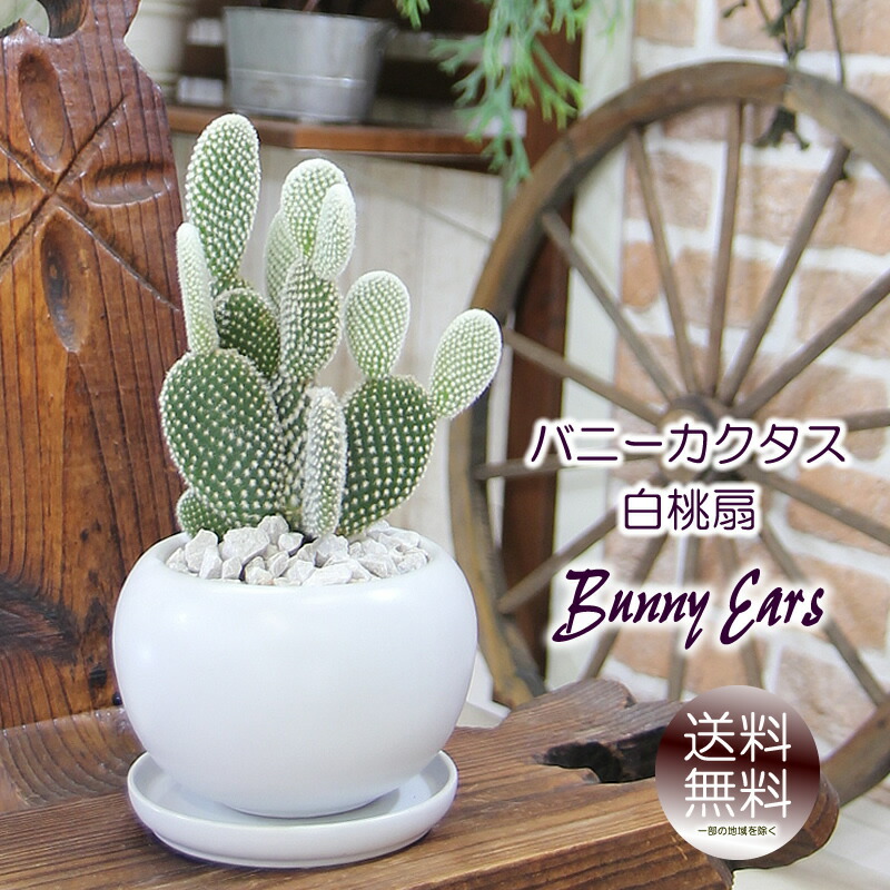 楽天市場】白桃扇 サボテンの通販