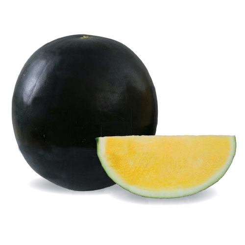 楽天市場】萩原農場 西瓜 スイカ すいか 大玉 サンダーボルト 200粒