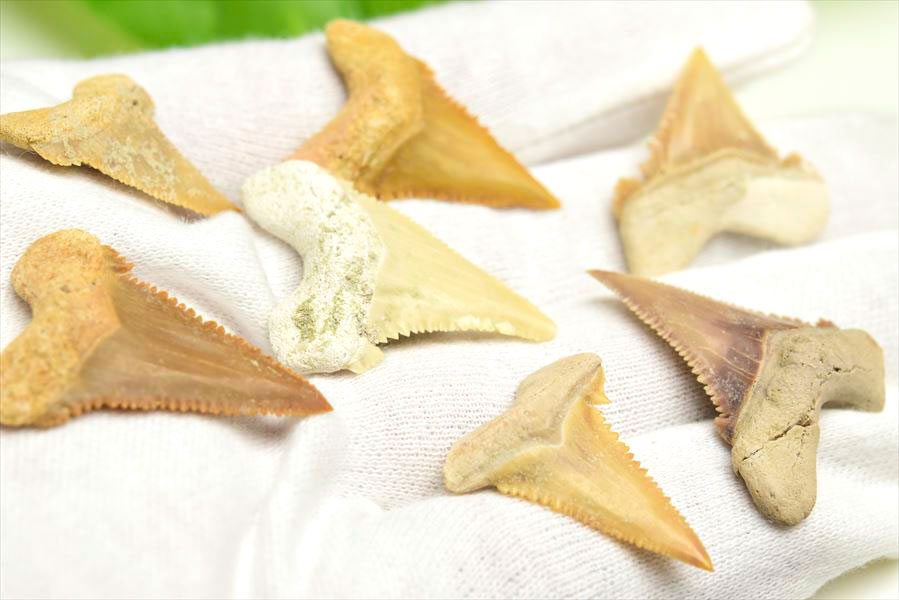 楽天市場】ホホジロザメ 歯 化石 原石 モロッコ産種類お任せ【約1.5g