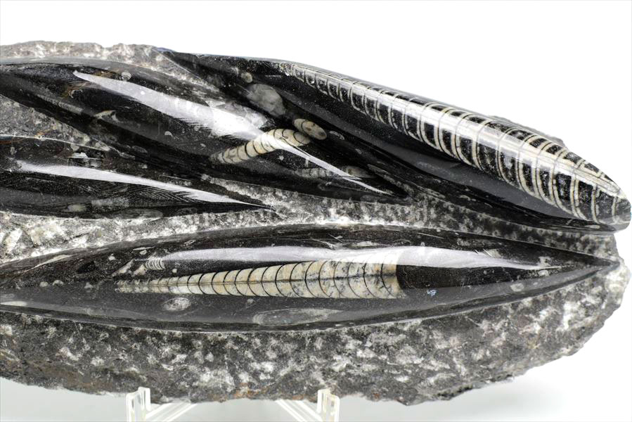 楽天市場】オルソセラス 直角貝 化石 プレート 簡易イーゼルスタンド