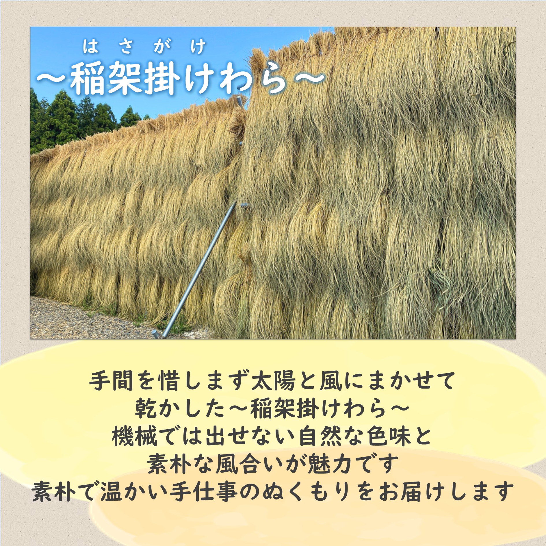 楽天市場】伊勢錦の稲架掛けわら約8kg 令和7年度産 約100cm 新潟産