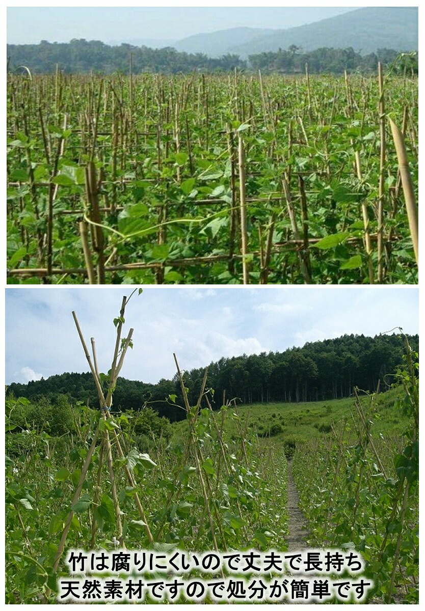 楽天市場】女竹 60cm 20本 篠竹 しの竹 添え木 竹支柱 農業支柱 園芸