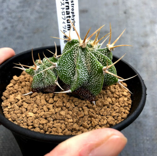 楽天市場】サボテン：アストロフィツム 般若 2個入り*幅5.5cm : 遊恵