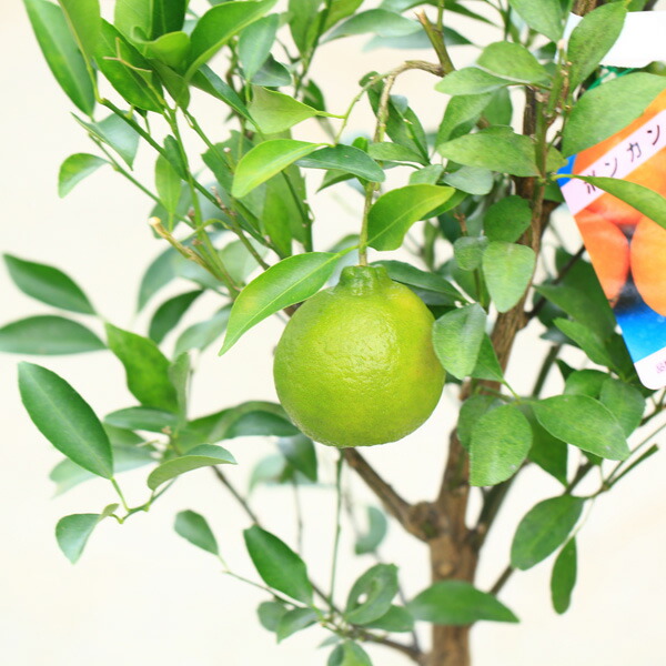 楽天市場】庭木 植木 果樹：ポンカン（ぽんかん）*8号 蜜柑 苗 現品