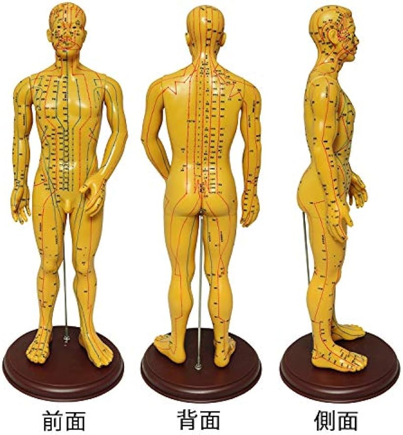 楽天市場】【楽天ランキング1位入賞】人体模型 ツボ 針灸 鍼灸経穴模型