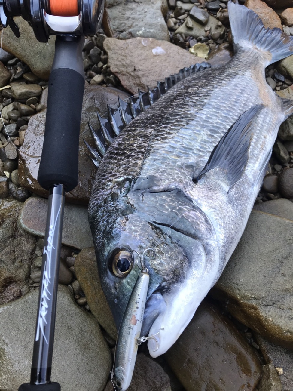 Trump711 S3 Edition BC (BAIT Casting Model) | TRUTH JAPAN