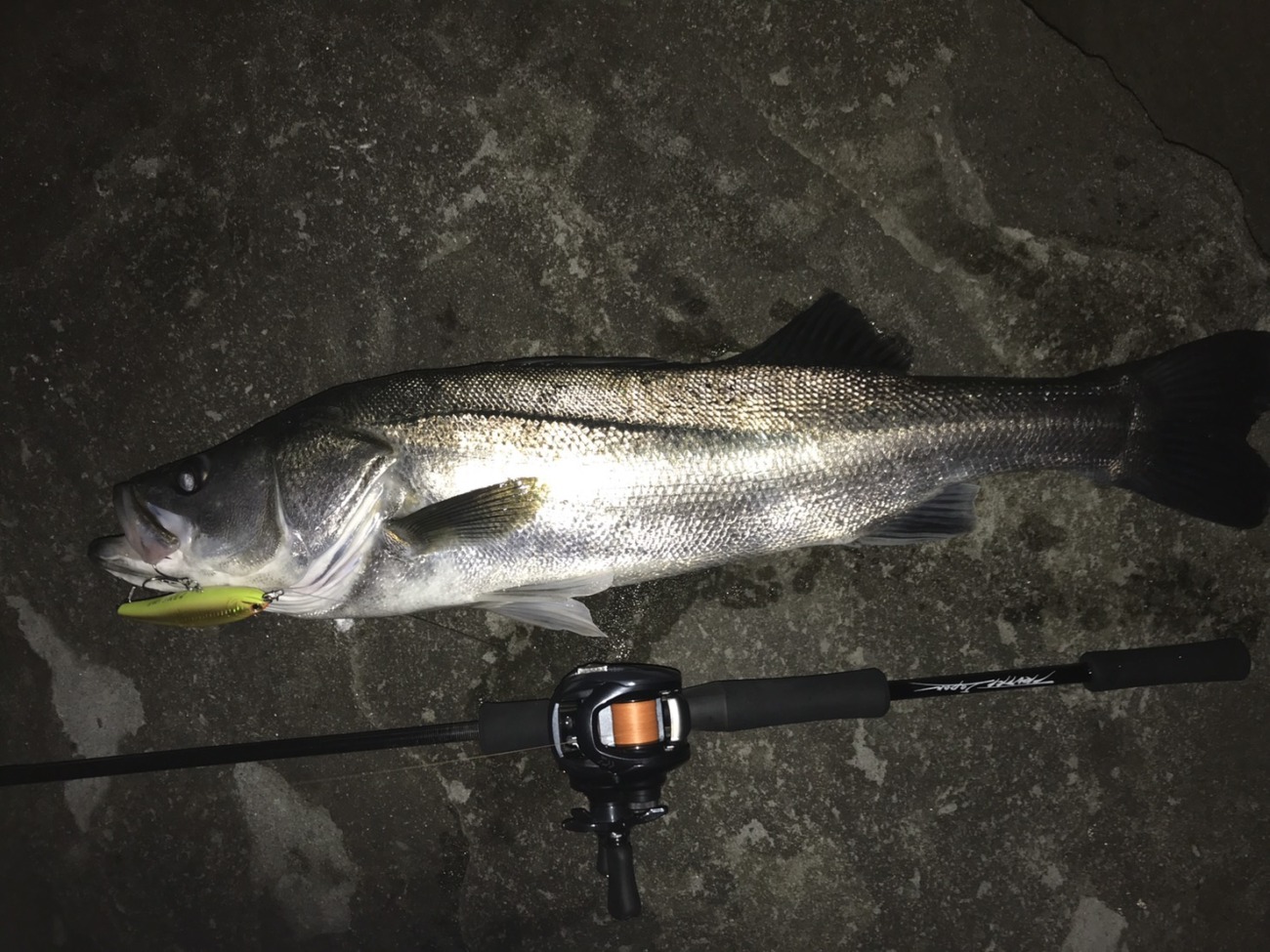 Trump711 S3 Edition BC (BAIT Casting Model) | TRUTH JAPAN