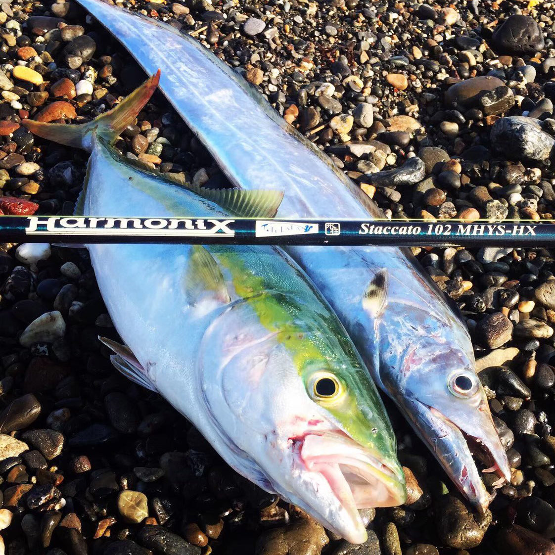 Staccato 102 MHYS-HX – TULALA online store