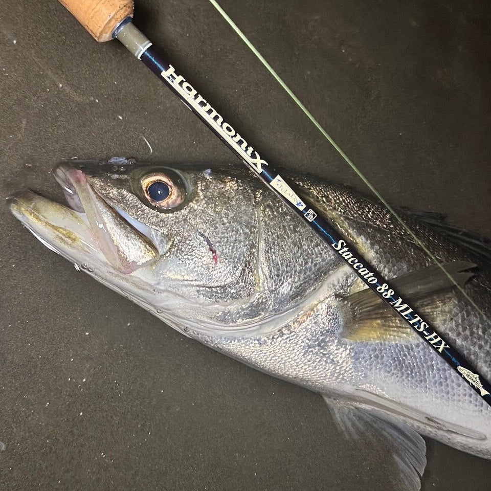 Staccato 88 MLTS-HX – TULALA online store