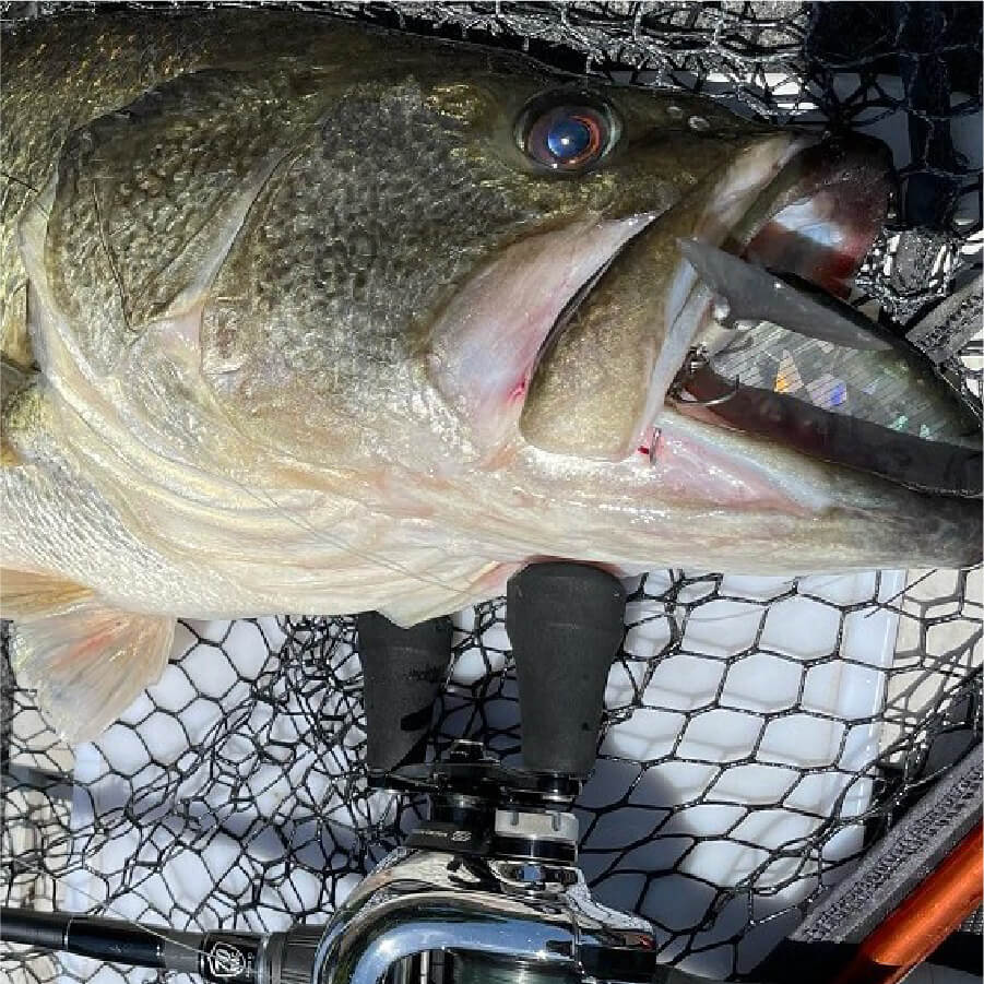 Monstruo“G”70MHC – TULALA online store