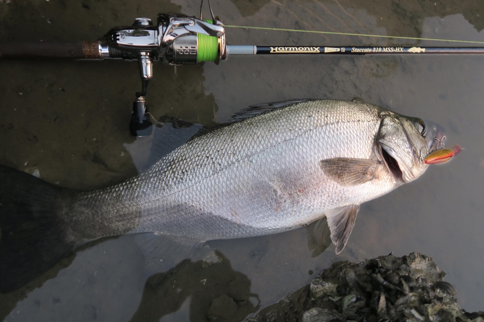 TULALA | Ford every stream | » 【STAFF】スタッカート810MSSｰHXが