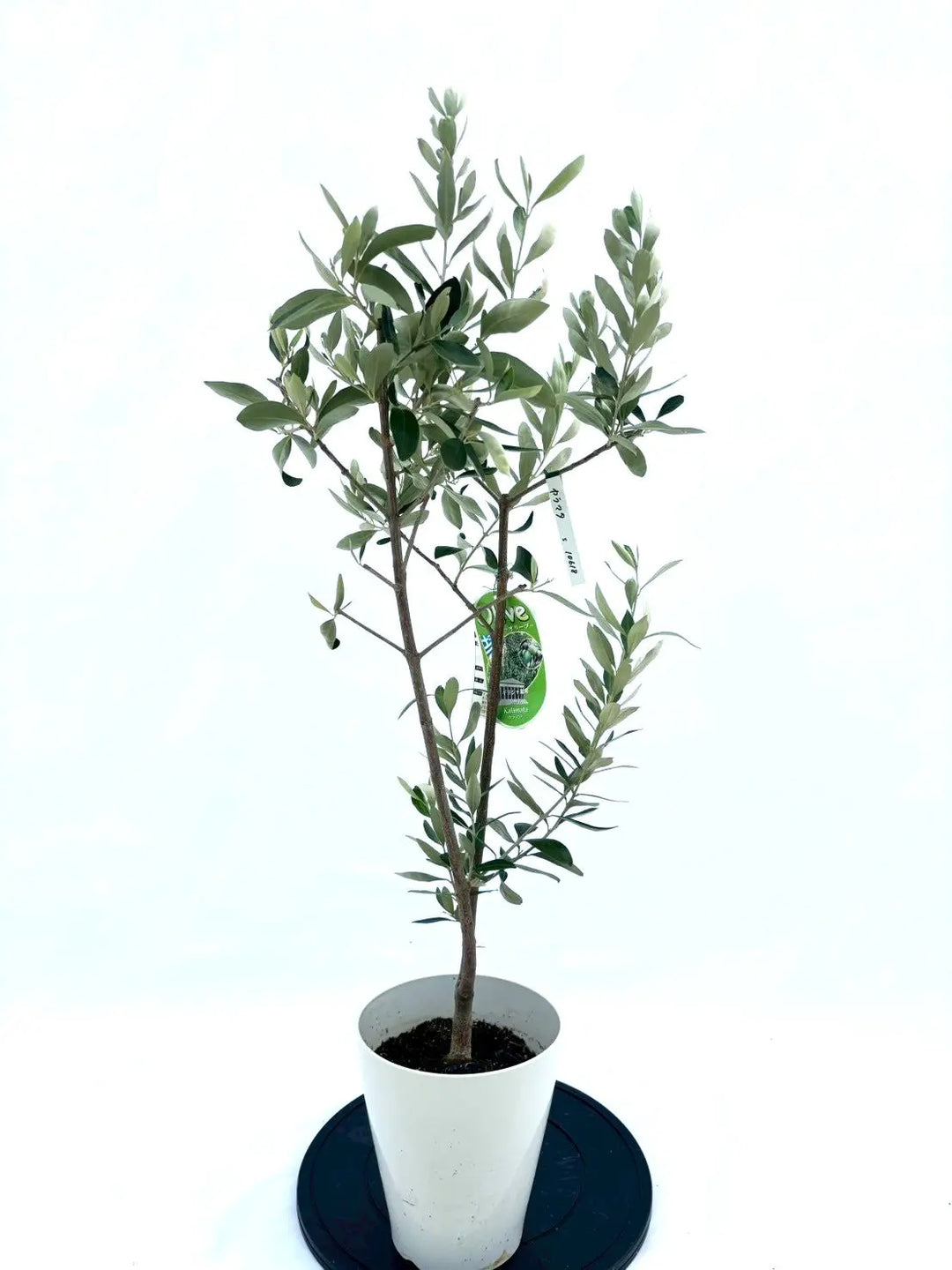 10618-2_1080x.jpg?v=1758298711