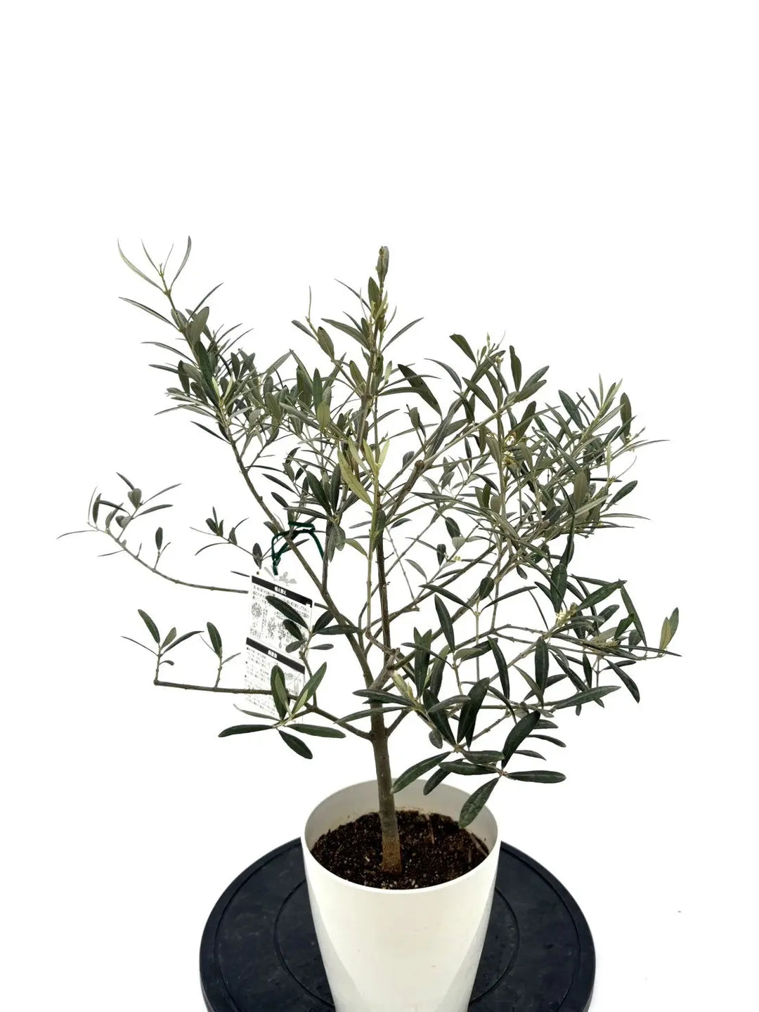 希少】タラスコア（オリーブの木）〈観葉植物〉｜約70cm｜XSサイズ｜K