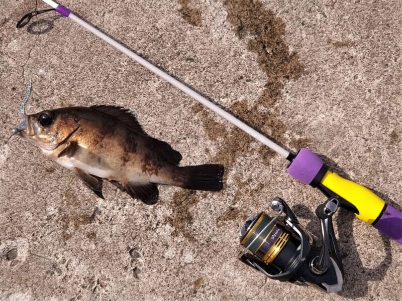 22サハラ C2000S】インプレ！コスパ最高のライトゲーム入門リール