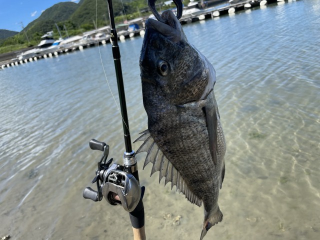 サビア67UL】チニングやライトロックに使ったインプレを紹介！！