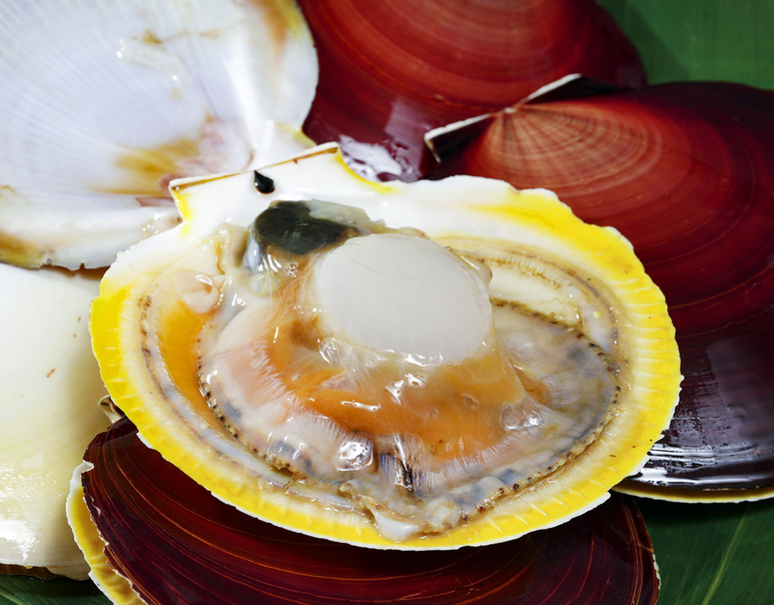 月日貝（つきひがい）」 鹿児島県産 5枚 （目安として80g前後／枚