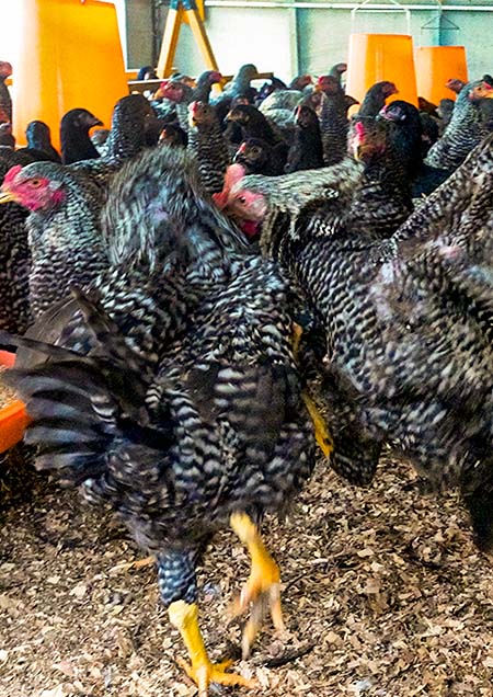 神奈川県 丹沢滋黒軍鶏のお取り寄せ│ブランド肉の通販｜うまいもん