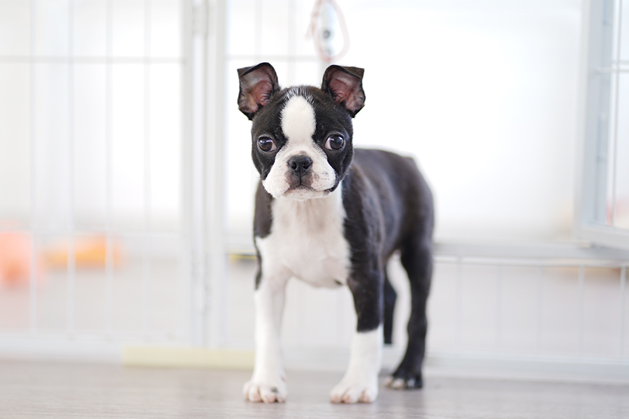 BT20230904m3【ボストンテリア】詳細｜WANLINE