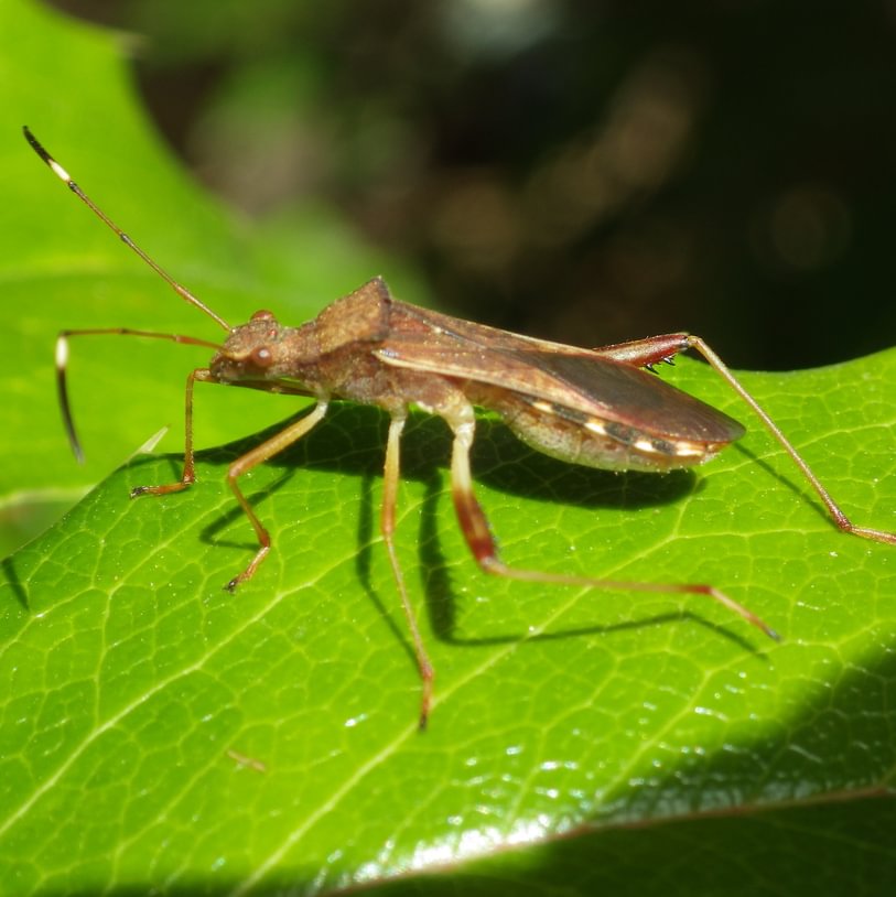 Lupine Bug Megalotomus quinquespinosus – Wild Columbia County