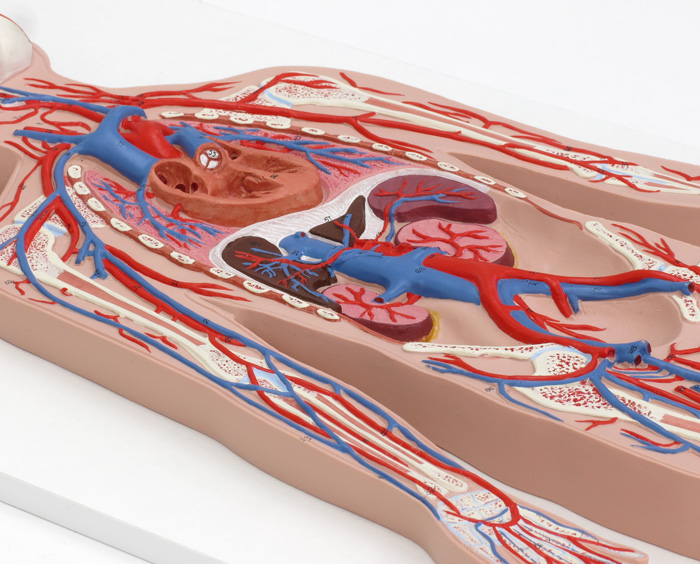 血管系，1/2倍大モデル | 日本スリービー・サイエンティフィック