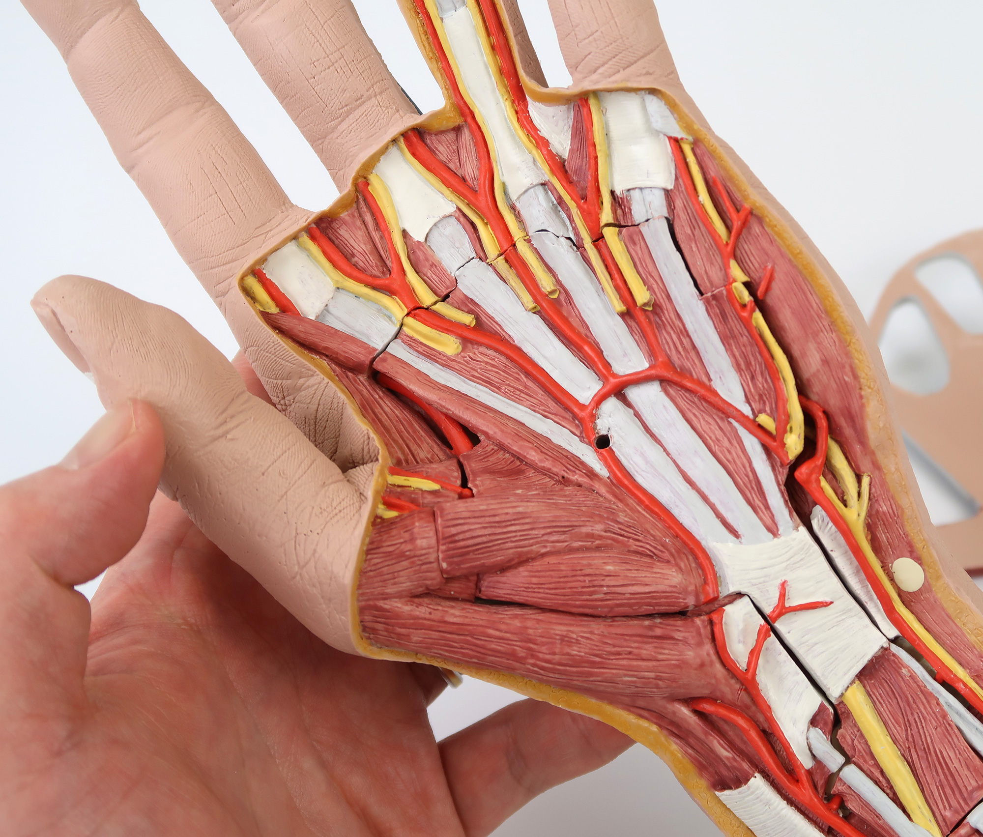 手の構造，3分解モデル | 日本スリービー・サイエンティフィック