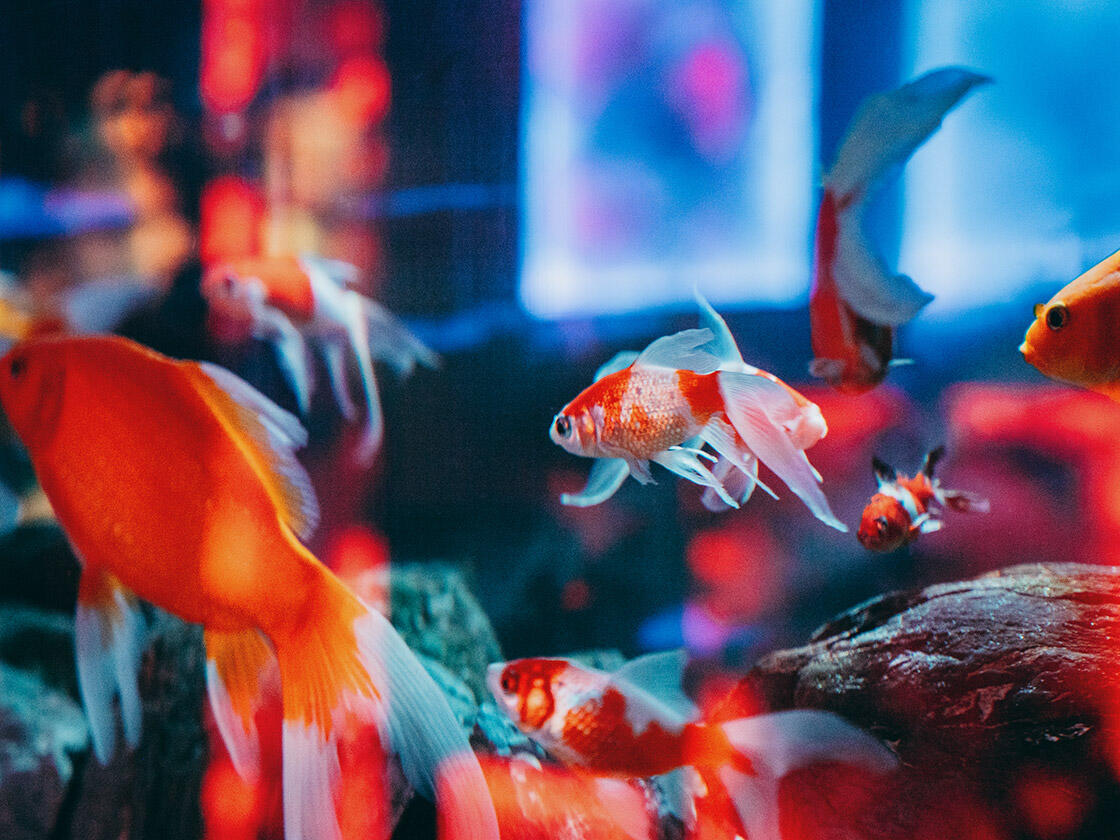 奈良の金魚エンターテイメントで百花繚乱の没入体験 1,300円