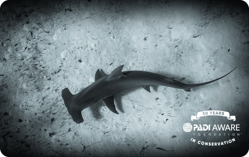 2023年AWAREカードはハンマーヘッドシャーク ｜DSアリエス2023.1.4