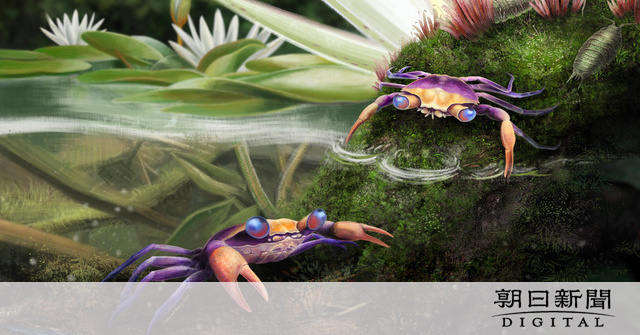 琥珀の中から「最も完全なカニ化石」 恐竜時代の白亜紀の祖先：朝日新聞