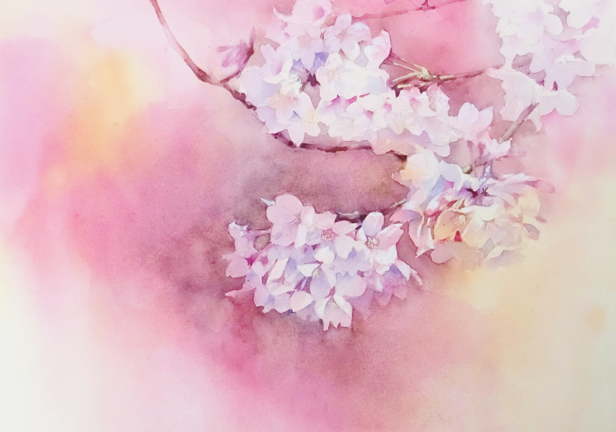 透明水彩で桜を描こう | 横浜教室 | 朝日カルチャーセンター
