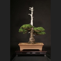 盆栽・水石の通販は雨竹亭オンラインショップ