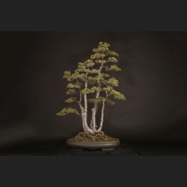 盆栽・水石の通販は雨竹亭オンラインショップ