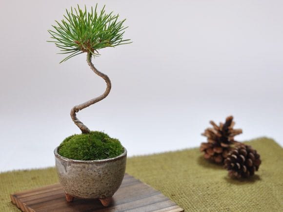 くろまつミニミニ鉢の盆栽を販売｜入門は盆栽妙 – 盆栽妙 本店