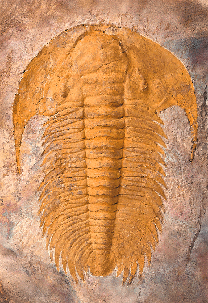 化石シリーズ 第1回－ 三葉虫