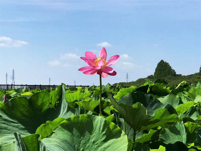 伊佐沼公園（川越市）古代蓮／公園へ行こう！