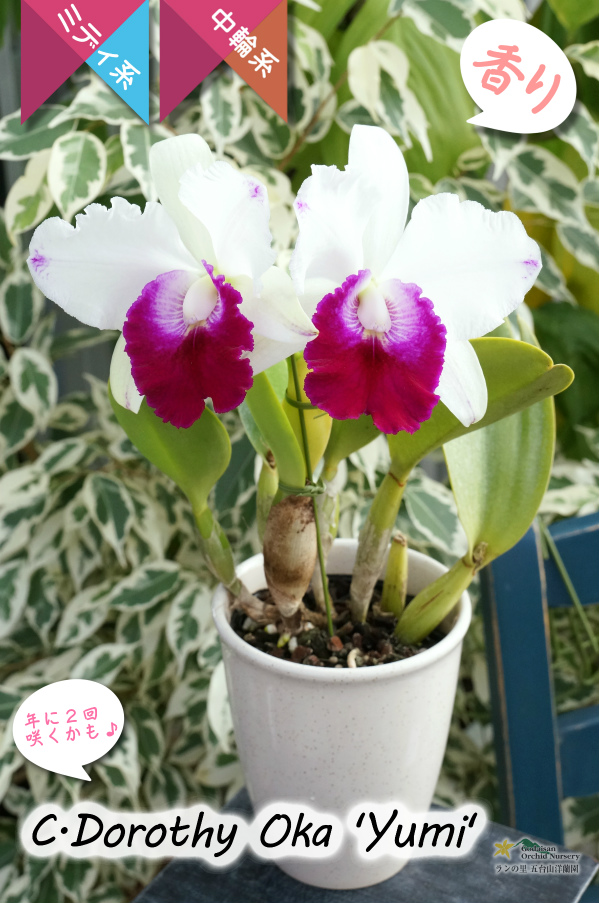 美しいセミアルバ系のミディカトレア】C.Dorothy Oka`Yumi`（交配種