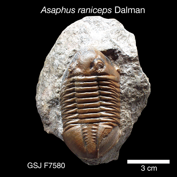 地質年表 | 地質標本館QRコード