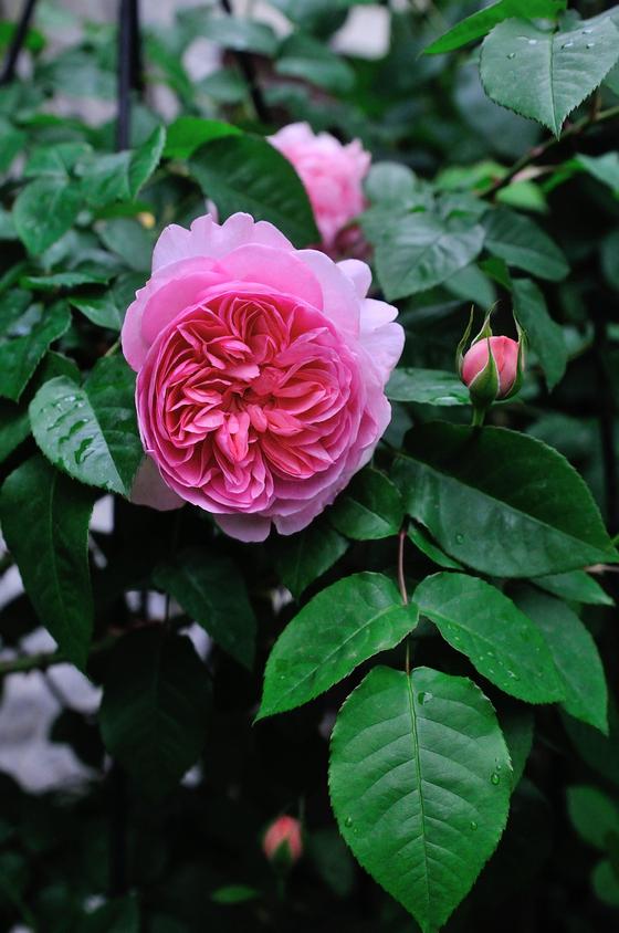 今年2021年、我が家のバラ庭で咲いたお気に入りのバラ紹介 - 「風景