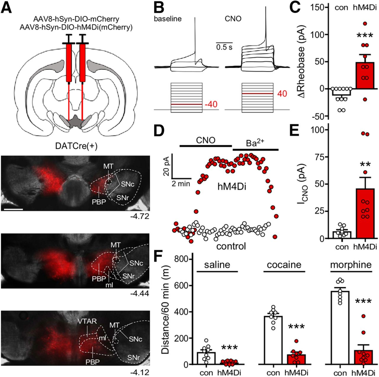 Differential Impact of Inhibitory G-Protein Signaling Pathways in