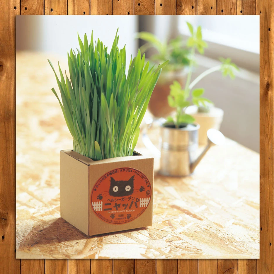 定番ニャッパ | 定番2 | 商品紹介 | 無農薬大麦の猫草栽培セットで人気