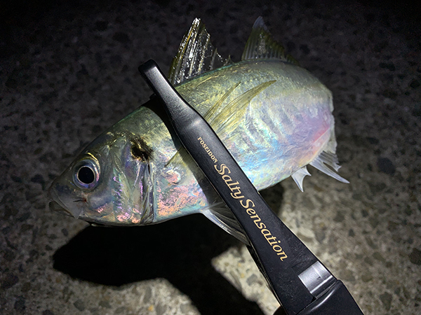 EVERGREEN（エバーグリーン インターナショナル） - ソルティ