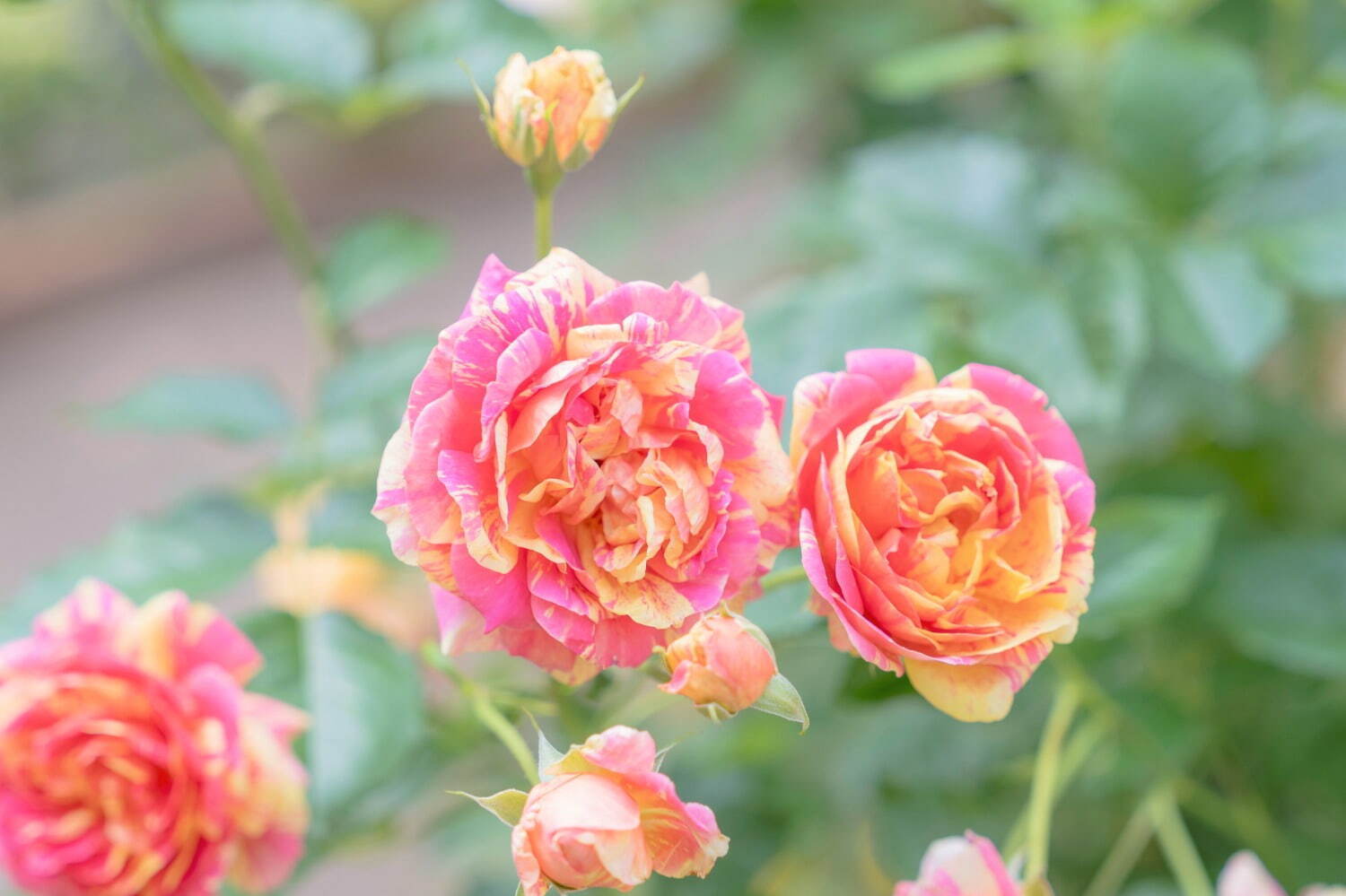 練馬区立 四季の香ローズガーデン」の秋イベント、300品種以上のバラが