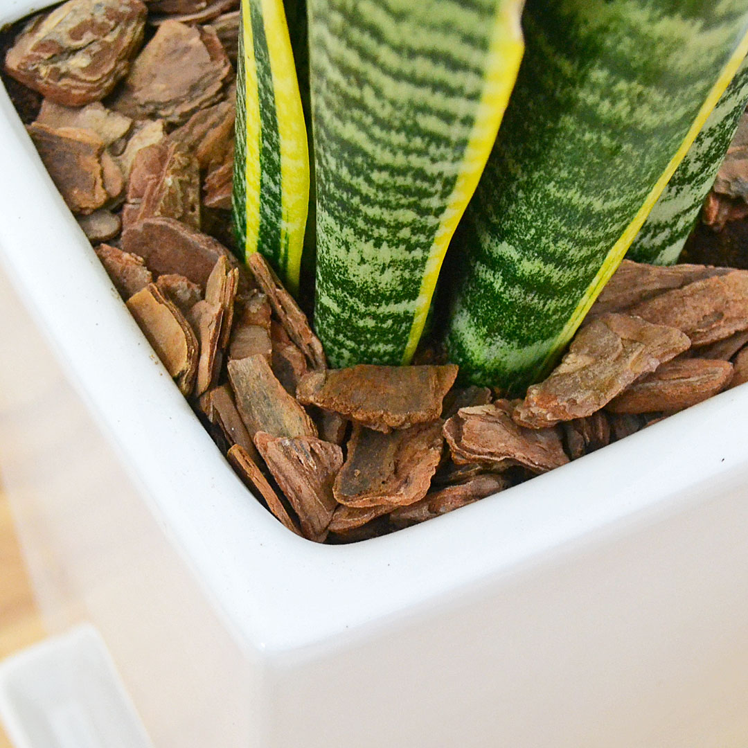 観葉植物の販売・ギフトならフラワーコーポレーション / 観葉植物