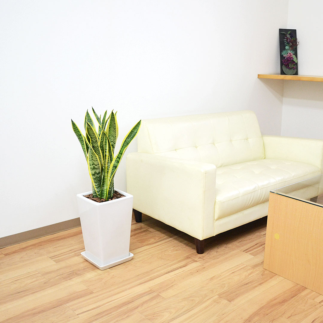 観葉植物の販売・ギフトならフラワーコーポレーション / 観葉植物