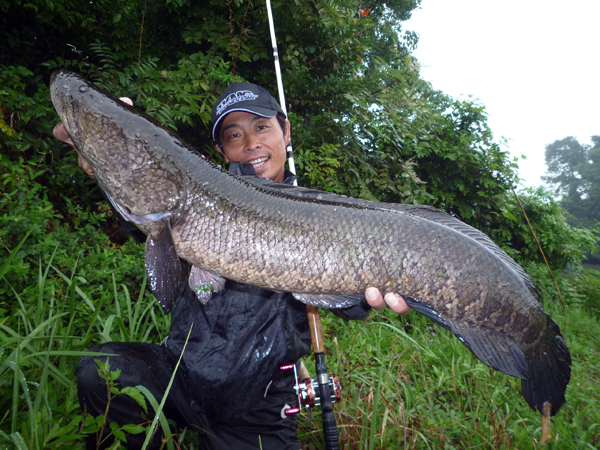 新製品情報「アナコンダフロッグ 新色追加」 (STAFF ブログ by finesse)