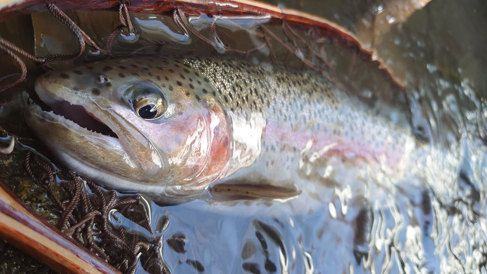 渓流解禁！いざ豪雪の渓へ！ - Fishman（フィッシュマン）