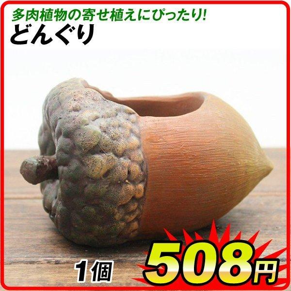 国華園オンラインショップ / ポリ製鉢 プチオアシス・どんぐり 1個