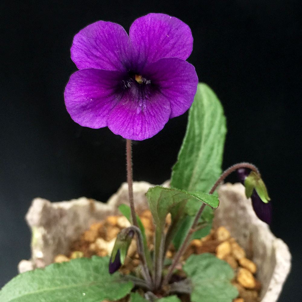 国華園オンラインショップ / ラン・山野草 スミレ 富士明神 2株