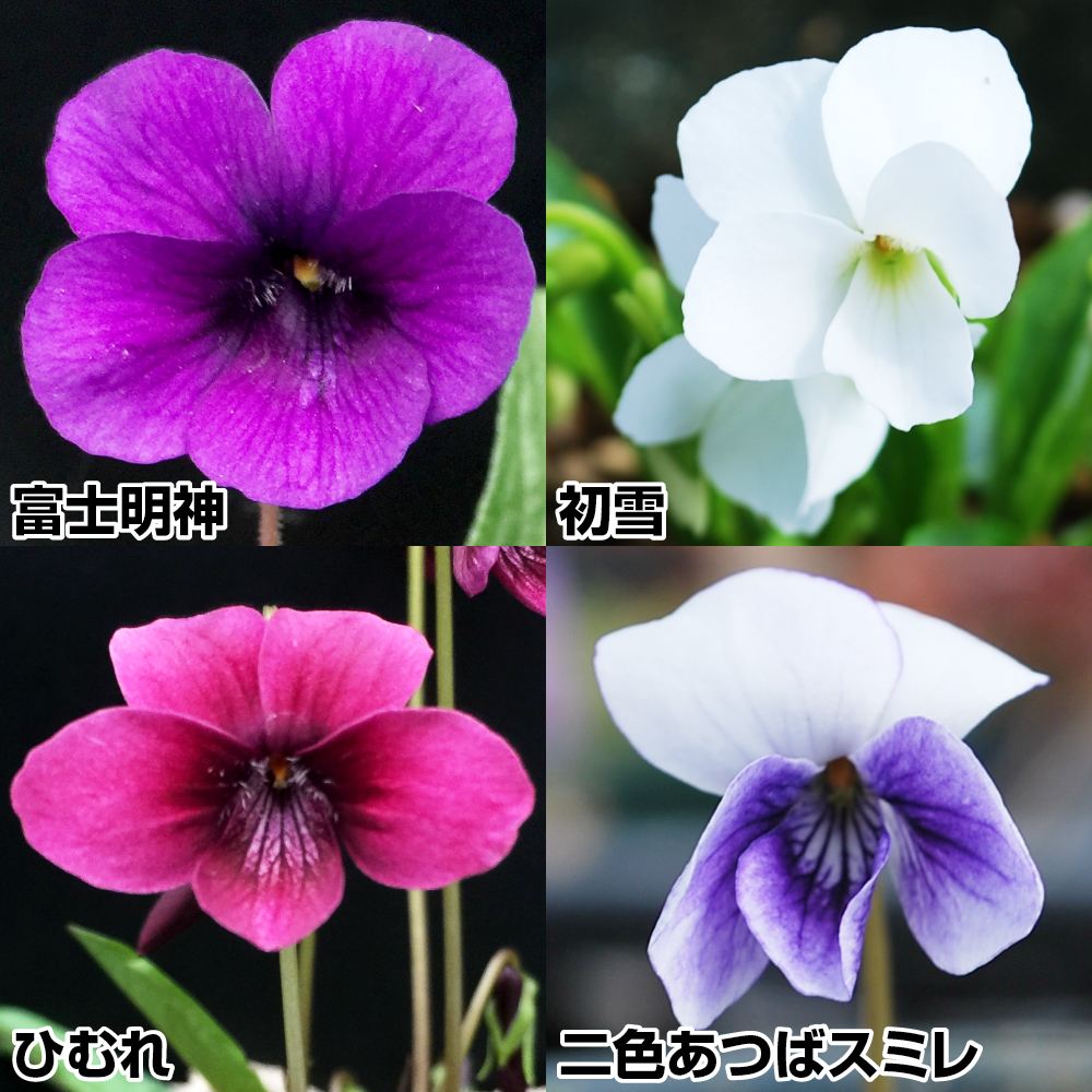 国華園オンラインショップ / ラン・山野草 スミレ スミレセット 4種4株