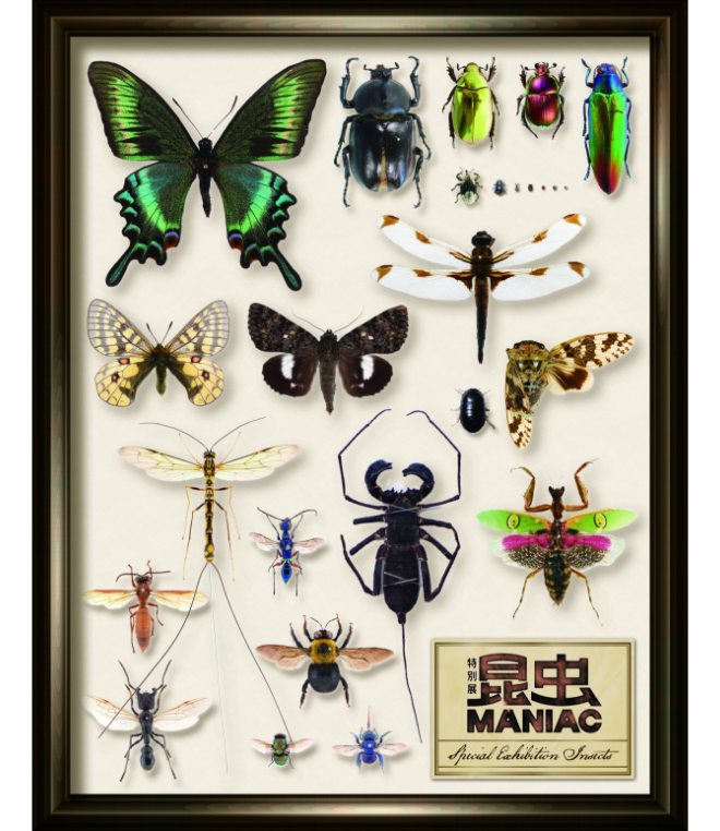 グッズ・図録｜昆虫 MANIAC 国立科学博物館特別展
